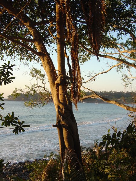 Mahajua